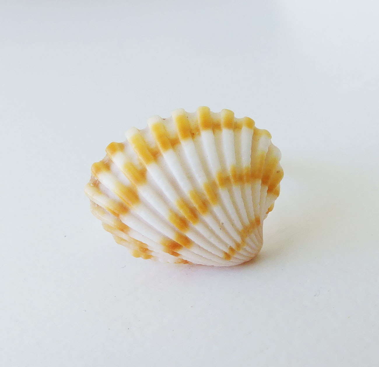 Handmade prsteň - morská mušľa